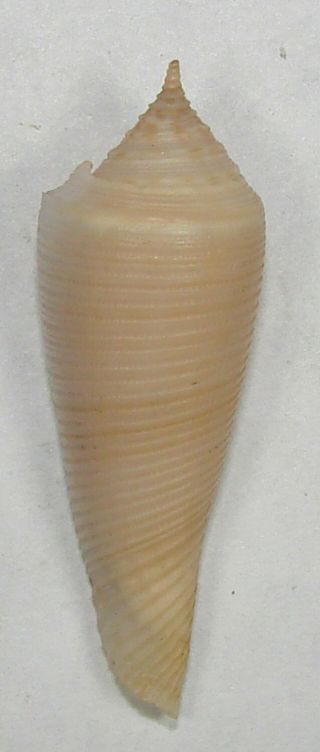 Conus Vimineus 39.  51mm Rare Specimen Off Phuket,  Thialand