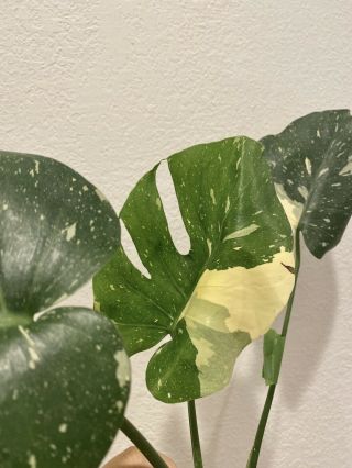 Large Variegated Monstera Thai Constellation Cutting Rare Highly Variegated