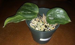 Hoya Macrophylla Baibua (rare),  Ship In 4” Pot Actual Plant
