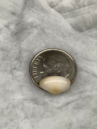 Pale Cream Conch Pearl With Hints Ofyellow,  And Gold.  Natural & Rare Beauty.