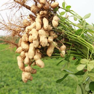 Groundnut Peanut Seed Home Garden Rare Dried Fruit & Vegetable Plant