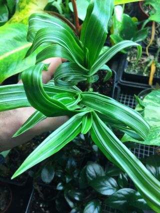 Murdannia Acutifolia ‘variegata’ Hard To Find Wandering Jew Relative Rare Pl