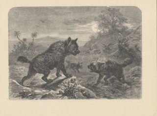 Hyena African Wildlife Africa Animals Nature Antique Print 1878