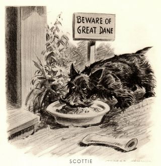 1946 Antique Sneaky Scottish Terrier Print Morgan Dennis Scottie Print 3227