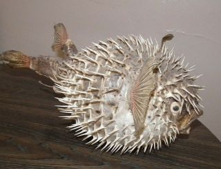 Vintage Rare Blowfish Puffer Fish Taxidermy Large Man Cave Display Lamp L@@k
