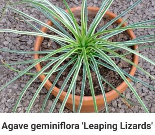 Rare Last One Agave Geminiflora Variegated " Leaping Lizards " Plant