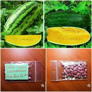 Giant Yellow Watermelon  Run - Run  F1 Hybrid 50 Top Quality Seeds - Bulk Rare