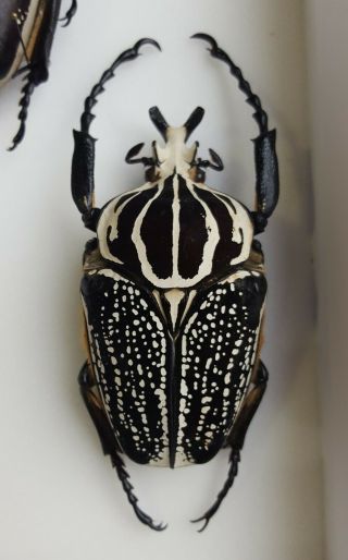 (cetoniidae) Goliathus Orientalis/meleagris Male Dark Form,  Rare