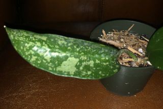 Hoya Pottsii Splash (rare),  Ship In 4” Pot Actual Plant