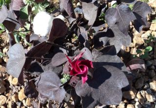 Black Cotton Seeds | Gossypium Herbaceum | Non Gmo | Seriously Rare