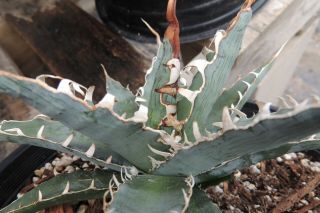 Very Rare Hybrid Agave Xylonacantha X Utahensis Var.  Eborispina.  Wow