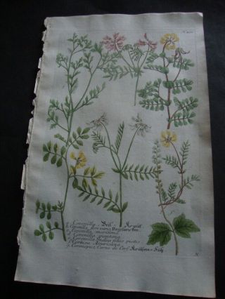 Rare Weinmann Mezzotint Botanical Folio Print 1740: Coronilla Flore Vario.  430