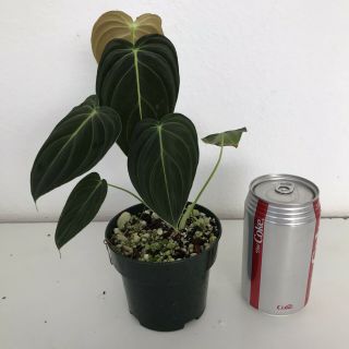 Rare PHILODENDRON MELANOCHRYSUM - Aroid - Monstera In 4 Inch Pot 2