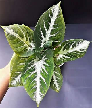 Syngonium Wendlandii Schott – Silver Goosefoot Rare Leaves