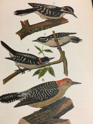 1890 Woodpecker Hairy Downy Red Bellied Birds On Branch Color Antique Print