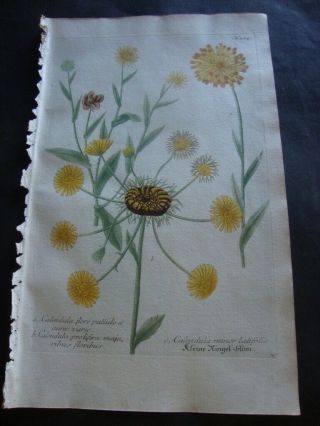 Rare Weinmann Mezzotint Botanical Folio Print 1740: Caledula Flore Pallido.  284