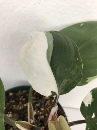 Xl Philodendron White Knight Rare Aroid Monstera