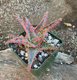 A,  Big Aloe Cultivar Cv Oik Rare Pink Succulent Textured Aloe Big Size
