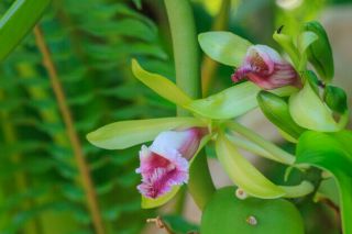 Orchid Species Rare Orchids Vanilla Pilifera 1 Plant