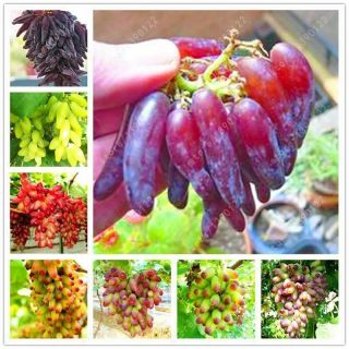 50 Seeds/pack Very Rare Finger Grape Seeds Advanced Organic Fruit Seed Sweet
