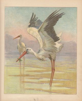 Stork Birds Wildlife Antique Lithograph Art Print 1892