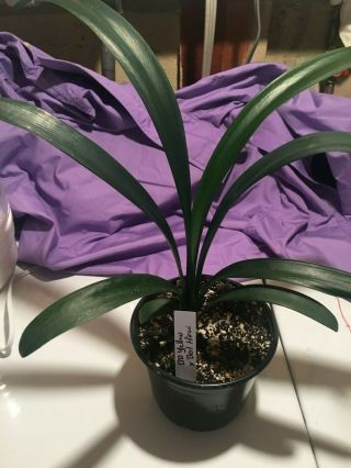 Clivia 2.  5/3 Years Old Bb Yellow X Best Hirao Very Rare