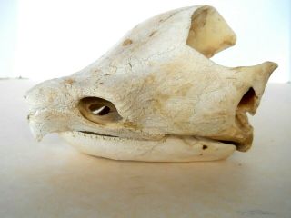 Authentic Large Snapping Turtle Skull W/ Jaw Collector Bone Rare Taxidermy
