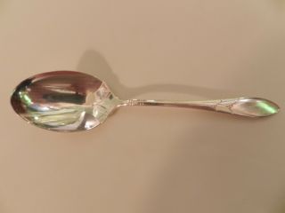 Silver Plated Oneida Community Lady Hamilton Sugar Spoon 7 - 1/8 " Polished Exc