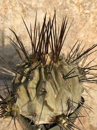 Unique And Rare Cactus Plant Copiapoa Dealbata