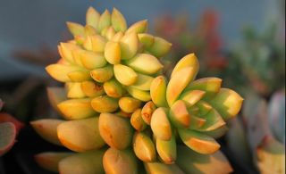 Sedum Adolphii 10 Seeds Rare Cactus Succulent Garden Plant Gift Flower