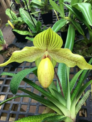 Paphiopedilum Orchid In Bloom Paph Dolgoldii Rare Yellow Striped Paph Orchid