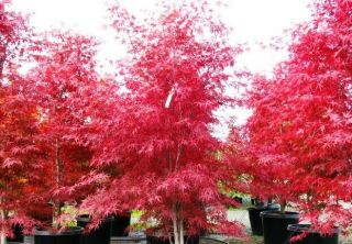 Japanese Maple Seeds - Beni Otake (red Bamboo) Fresh 25 Seeds - Rare - Grown In Canada