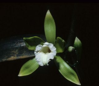 Orchid Species Rare Orchids Vanilla Albida 1 Cutting /free