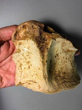 Rare Cretaceous 5.  36 Inch Spinosaurus Dinosaur Cervical Vertebra Bone S0041