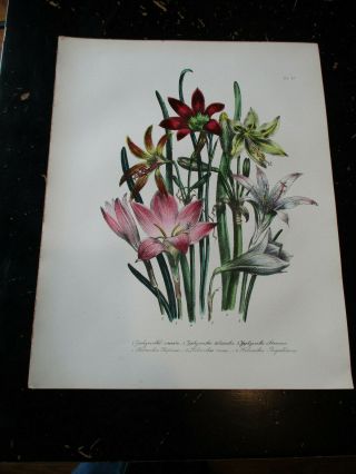 Zephyrantho - Ornamental Bulbous Plants,  Jane Loudon,  London Ca: 1849 27