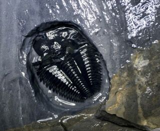 Rare Trilobite Amecephalus Idaho.  Unpre.  Spence Shale Cambrian Utah Fossil Aeons