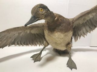 Rare Vintage Wood Duck Hen Female Mount For Wall Flying Bird Taxidermy