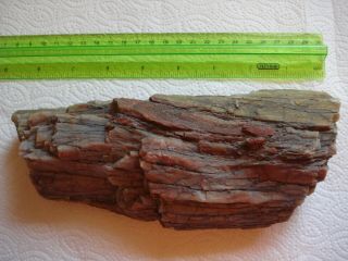 Rare Huge Heavy Arizona Rainbow Petrified Fossil Wood Lapidary Rough