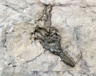 Fossil Gogia Spiralis Rare Eocrinoid Wheeler Shale Cambrian Utah Trilobite Aeons