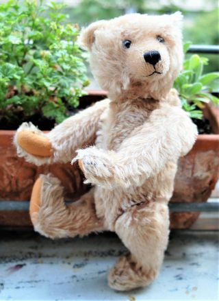 Charming Steiff Mohair Teddy Bear Blank Button 12 "