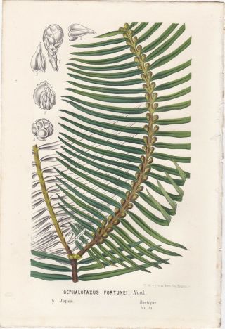 1852 Two Fine Botanicals - Rare Plants Native To Japan - Louis Van Houtte