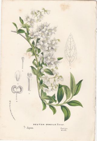 1852 Two Fine Botanicals - Rare Plants Native to Japan - Louis Van Houtte 2