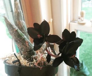 Orchid After Dark Svo Black Pearl Rare