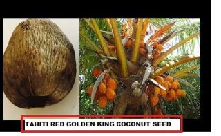 Rare 1 Tahiti Red King Coconut Viable Seeds `dwarf Harvest In 3 Yrs Xl Seed