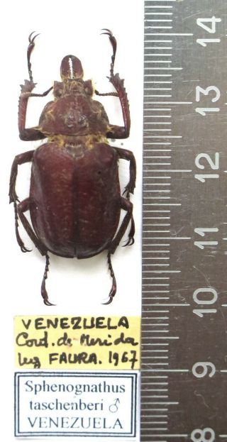 Lucanidae.  Sphaenognathus Taschenbergi,  Male,  29 Mm.  Rare.  Only One Venezuela.