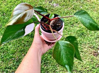 Pink Princess Philodendron Variegated Aroid Rare Medium Rooted Plant