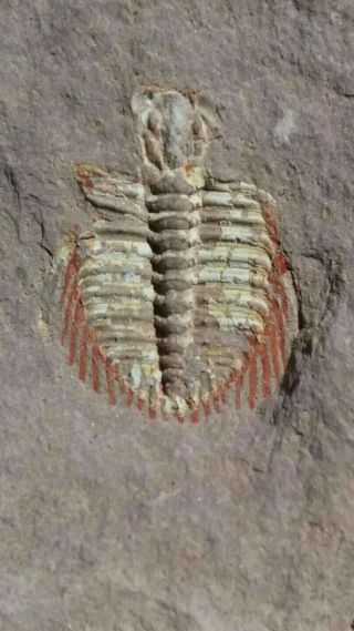 Fossils: Rare Trilobite Kettneraspis Sp.  From Morocco