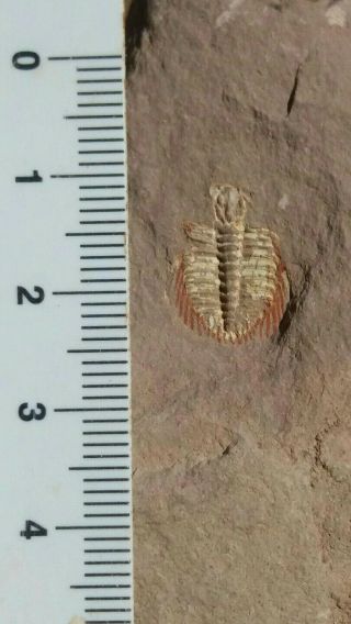 Fossils: rare Trilobite Kettneraspis sp.  From Morocco 2