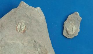 Fossils: rare Trilobite Kettneraspis sp.  From Morocco 3