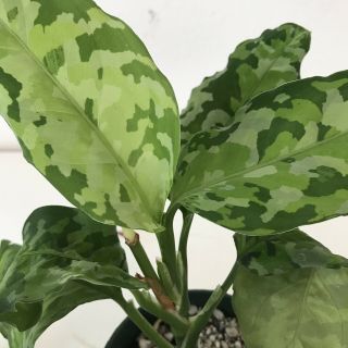 Variegated Rare Aroid Aglaonema Pictum Tricolor Camouflage Plant With Seed